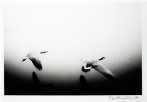 Christophe Bonniere - Fine Art Photography - Canada Geese