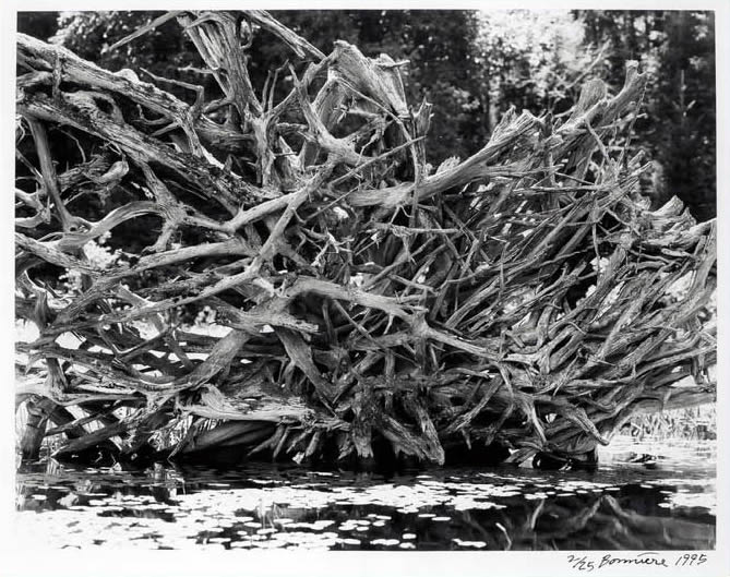 Christophe Bonniere - Fine Art Photography - Wall Of Roots