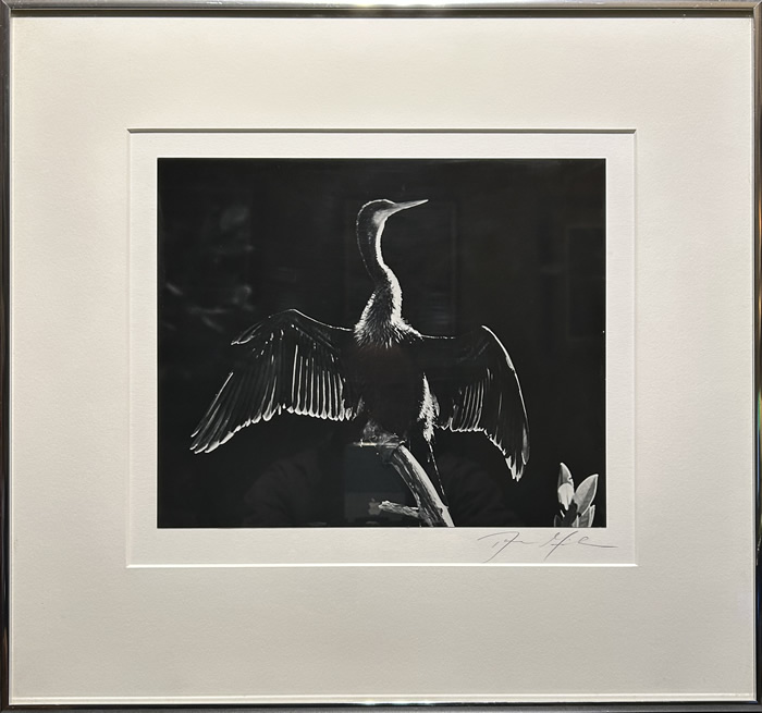 Dan Gibson - Fine Art Photography - Anhinga Ding Wildlife Sanctuary - Florida