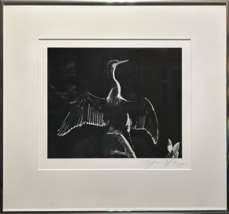 Dan Gibson - Fine Art Photography - Anhinga Ding Wildlife Sanctuary - Florida